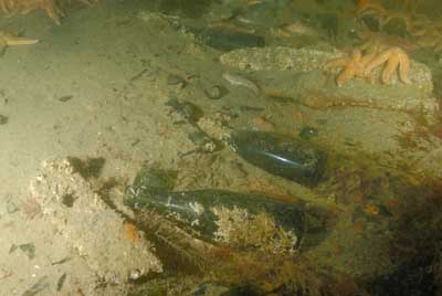Les fonds marins d'Asnelles en Normandie en France. Photographies par Amar Guillen.