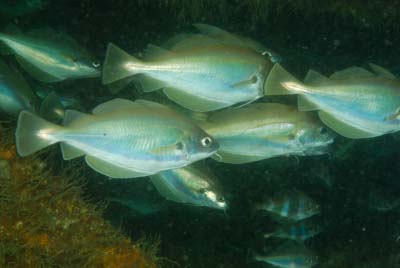 Underwater sceneries of Arromanches in Normandy, France. Photographs by Amar Guillen.