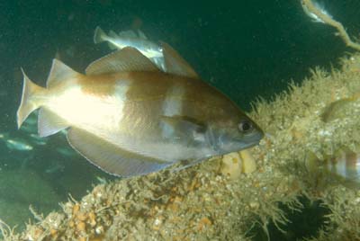 Underwater sceneries of Arromanches in Normandy, France. Photographs by Amar Guillen.