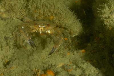 Underwater sceneries of Arromanches in Normandy, France. Photographs by Amar Guillen.