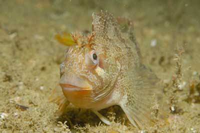Underwater sceneries of Arromanches in Normandy, France. Photographs by Amar Guillen.
