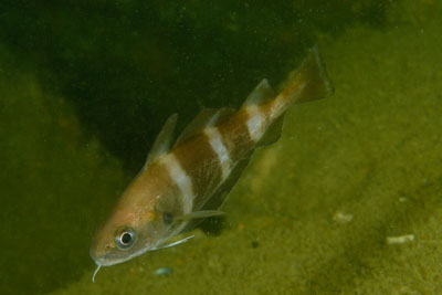 Underwater sceneries of Arromanches in Normandy, France. Photographs by Amar Guillen.