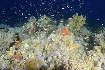 Les fonds marins de Saint John en Mer Rouge. Photographies par Amar Guillen.