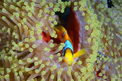 Les fonds marins de Saint John en Mer Rouge. Photographies par Amar Guillen.