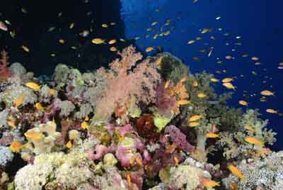 Les fonds marins de Saint John en Mer Rouge. Photographies par Amar Guillen.
