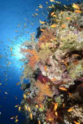 Les fonds marins de Saint John en Mer Rouge. Photographies par Amar Guillen.