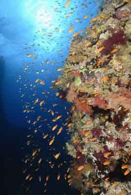 Les fonds marins de Saint John en Mer Rouge. Photographies par Amar Guillen.