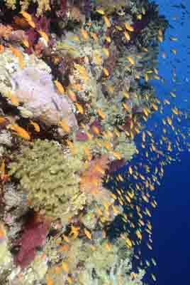 Les fonds marins de Saint John en Mer Rouge. Photographies par Amar Guillen.