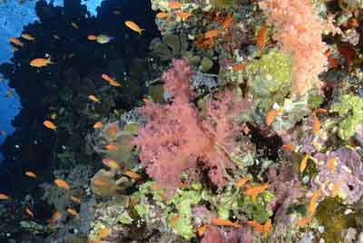 Les fonds marins de Saint John en Mer Rouge. Photographies par Amar Guillen.