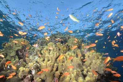Les fonds marins de Saint John en Mer Rouge. Photographies par Amar Guillen.