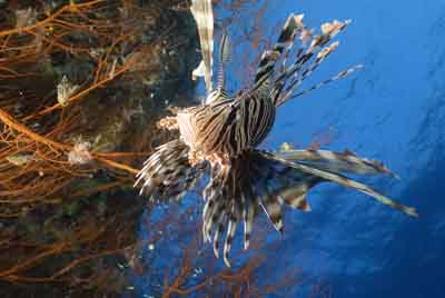 Underwater bottoms of Saint John Reef in the Red Sea. Photographs by Amar Guillen.
