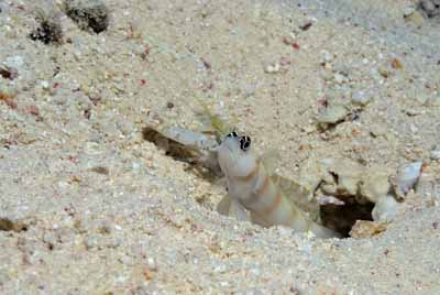 Underwater bottoms of Saint John Reef in the Red Sea. Photographs by Amar Guillen.