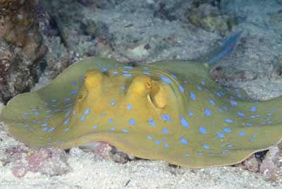 Underwater bottoms of Saint John Reef in the Red Sea. Photographs by Amar Guillen.