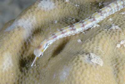 Underwater bottoms of Saint John Reef in the Red Sea. Photographs by Amar Guillen.