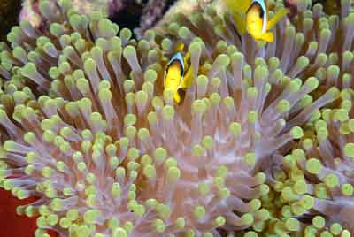 Underwater bottoms of Saint John Reef in the Red Sea. Photographs by Amar Guillen.