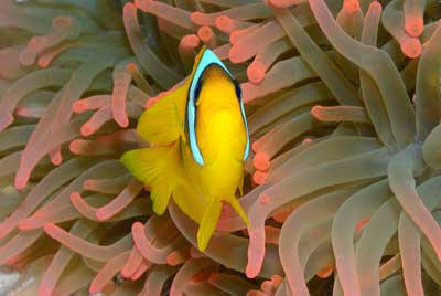 Underwater bottoms of Saint John Reef in the Red Sea. Photographs by Amar Guillen.