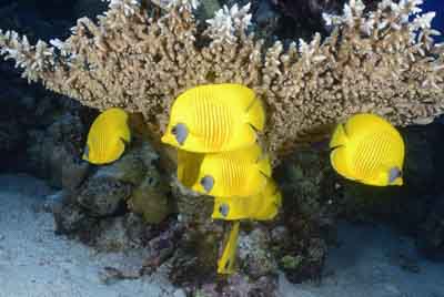 Underwater bottoms of Saint John Reef in the Red Sea. Photographs by Amar Guillen.