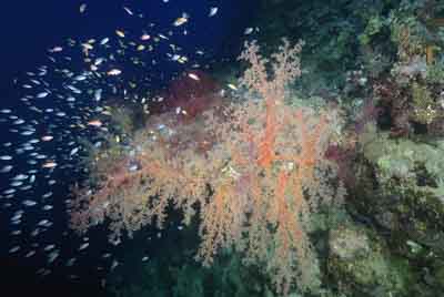 Underwater bottoms of Saint John Reef in the Red Sea. Photographs by Amar Guillen.