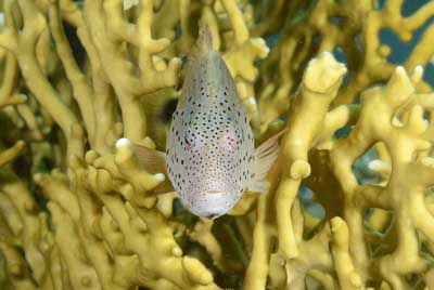Underwater bottoms of Saint John Reef in the Red Sea. Photographs by Amar Guillen.