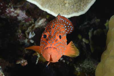 Underwater bottoms of Saint John Reef in the Red Sea. Photographs by Amar Guillen.