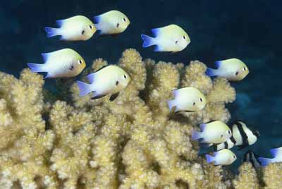 Underwater bottoms of Saint John Reef in the Red Sea. Photographs by Amar Guillen.
