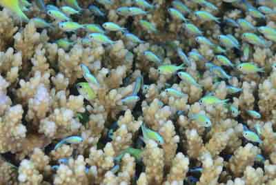Underwater bottoms of Saint John Reef in the Red Sea. Photographs by Amar Guillen.