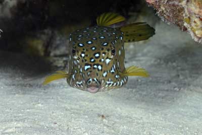 Underwater bottoms of Saint John Reef in the Red Sea. Photographs by Amar Guillen.