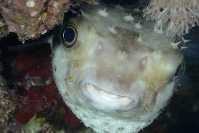 Underwater bottoms of Saint John Reef in the Red Sea. Photographs by Amar Guillen.