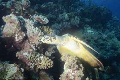 Underwater bottoms of Saint John Reef in the Red Sea. Photographs by Amar Guillen.