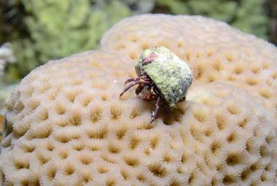 Underwater bottoms of Saint John Reef in the Red Sea. Photographs by Amar Guillen.