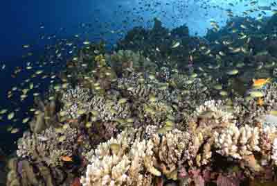 Underwater bottoms of Saint John Reef in the Red Sea. Photographs by Amar Guillen.