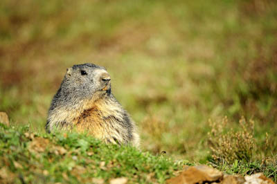 Landscapes and wildlife of Hauteluce in French Alpes. Photographs by Amar Guillen.