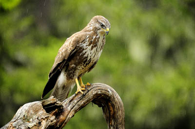 Landscapes and wildlife of Hauteluce in French Alpes. Photographs by Amar Guillen.