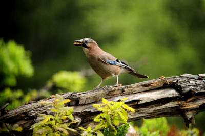 Landscapes and wildlife of Hauteluce in French Alpes. Photographs by Amar Guillen.