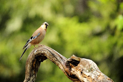 Landscapes and wildlife of Hauteluce in French Alpes. Photographs by Amar Guillen.