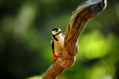 Landscapes and wildlife of Hauteluce in French Alpes. Photographs by Amar Guillen.