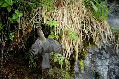 Landscapes and wildlife of Hauteluce in French Alpes. Photographs by Amar Guillen.