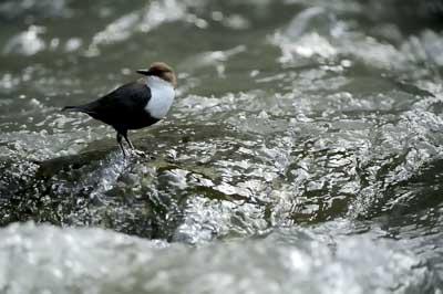 Landscapes and wildlife of Hauteluce in French Alpes. Photographs by Amar Guillen.