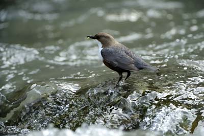 Landscapes and wildlife of Hauteluce in French Alpes. Photographs by Amar Guillen.