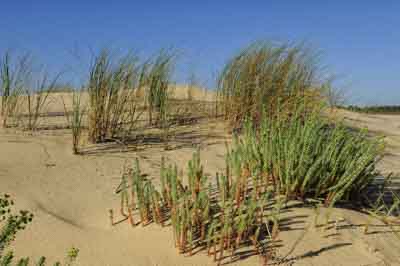Landscapes of the coast of Charente-Maritime in France. Photographs by Amar Guillen.