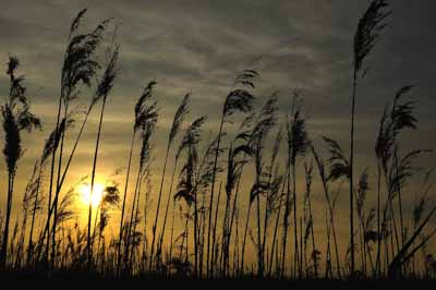 Landscapes of the coast of Charente-Maritime in France. Photographs by Amar Guillen.