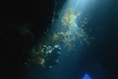 La grotte de Shaab Claudio en Mer Rouge. Photographies par Amar Guillen.
