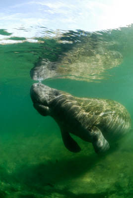 Les lamantins de Floride aux Etats-Unis. Photographies par Amar Guillen.