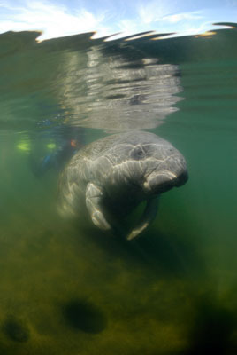 Les lamantins de Floride aux Etats-Unis. Photographies par Amar Guillen.