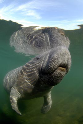 Les lamantins de Floride aux Etats-Unis. Photographies par Amar Guillen.
