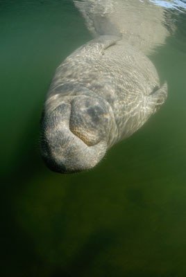 Les lamantins de Floride aux Etats-Unis. Photographies par Amar Guillen.