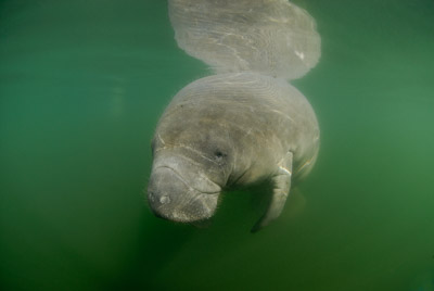 Les lamantins de Floride aux Etats-Unis. Photographies par Amar Guillen.