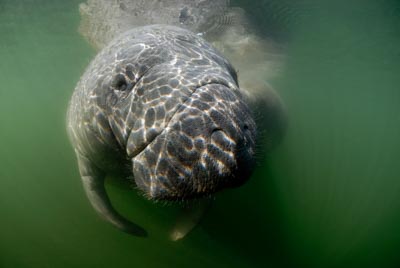 Les lamantins de Floride aux Etats-Unis. Photographies par Amar Guillen.
