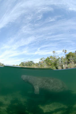 Les lamantins de Floride aux Etats-Unis. Photographies par Amar Guillen.