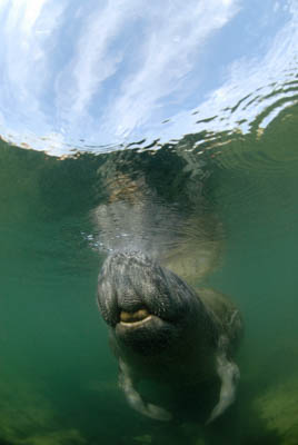 Les lamantins de Floride aux Etats-Unis. Photographies par Amar Guillen.